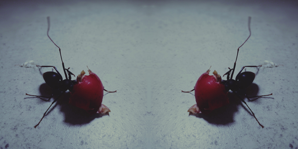 dead ants 25