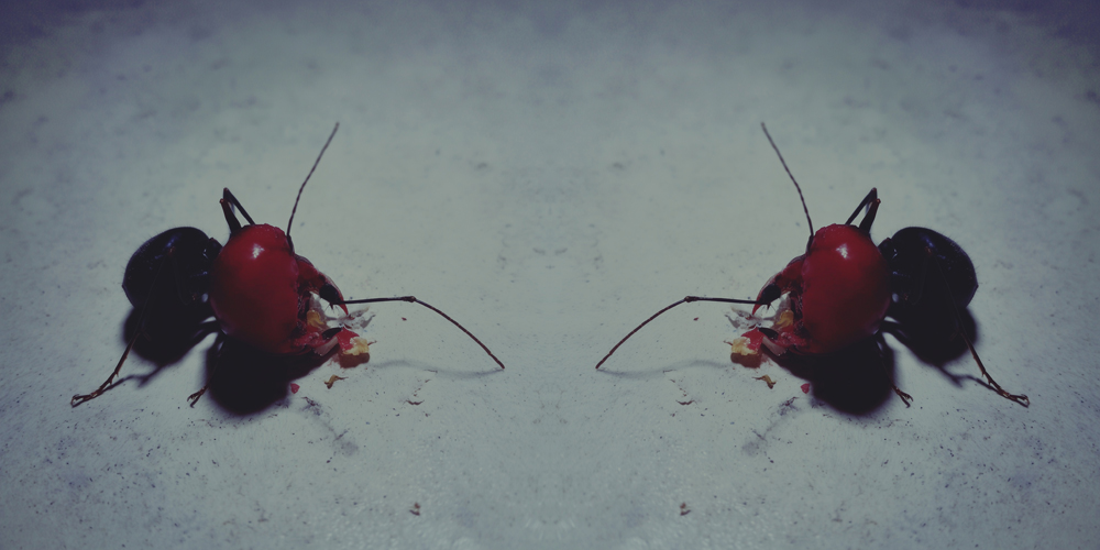 dead ants 31